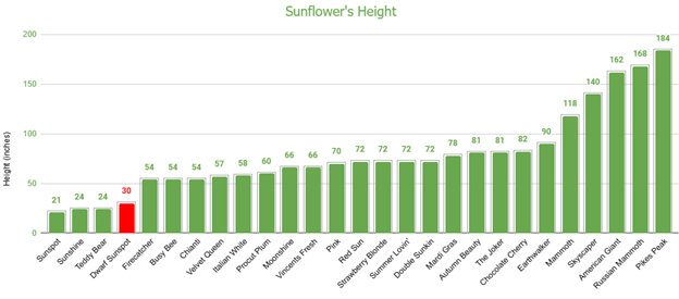 Dwarf Sunspot Sunflower