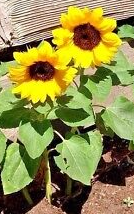 Dwarf Sunspot Sunflower