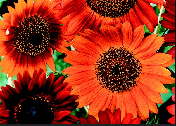 Earthwalker Sunflower
