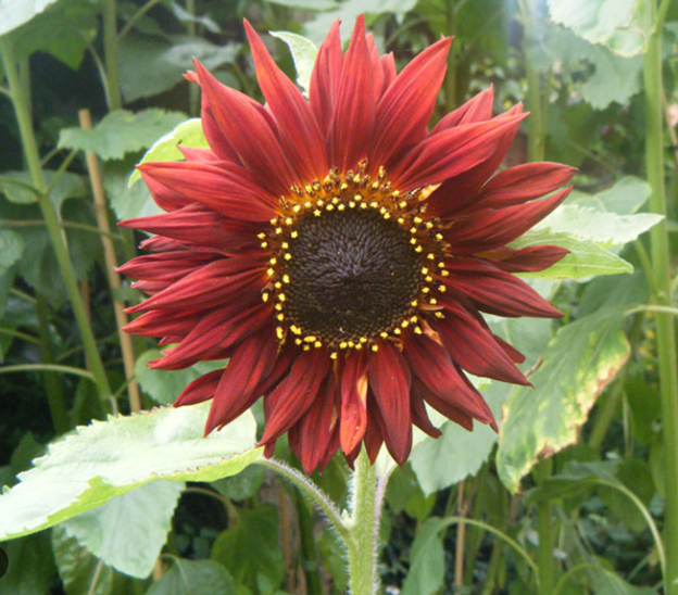 Earthwalker Sunflower
