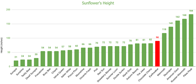 Earthwalker Sunflower
