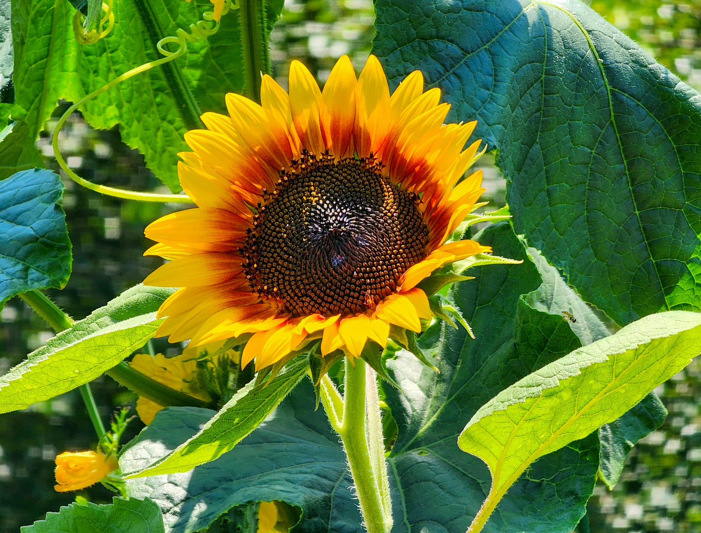 Firecatcher Sunflower