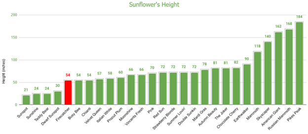 Firecatcher Sunflower