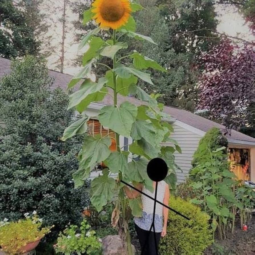 Giant Grey Stripe Sunflower