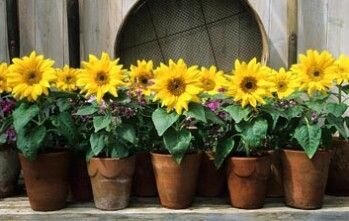 Incredible Sunflower