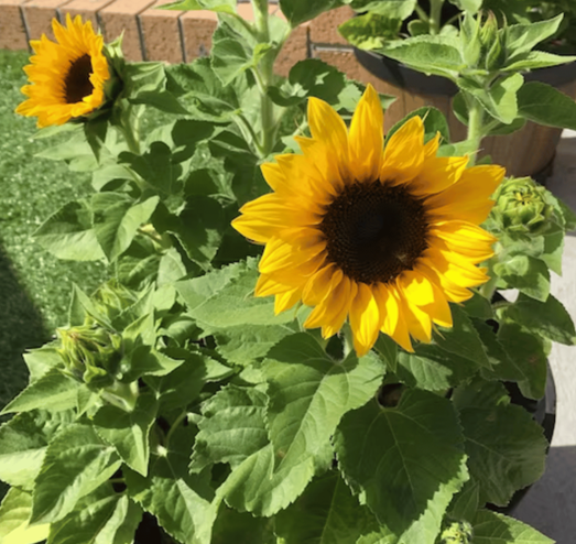 Incredible Sunflower