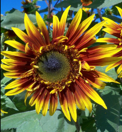 Joker Sunflower