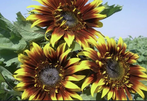Joker Sunflower