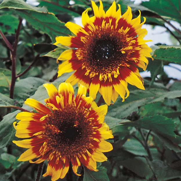Joker Sunflower