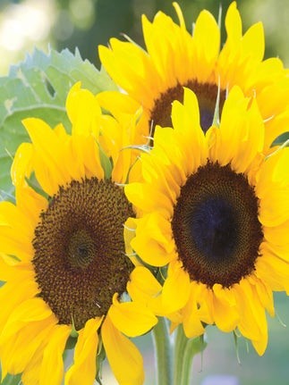 Jua Maya Sunflower