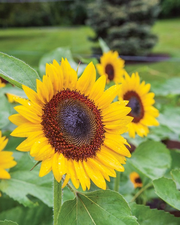 Jua Maya Sunflower