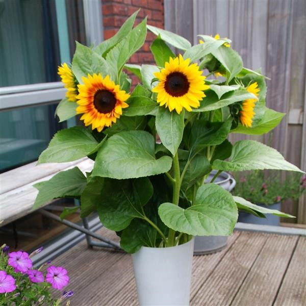 Jua Maya Sunflower