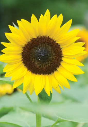 Jua Maya Sunflower