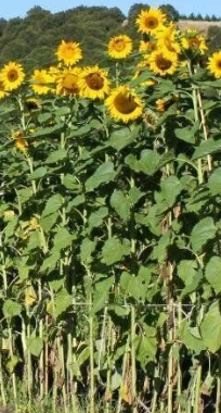 Mammoth Sunflower