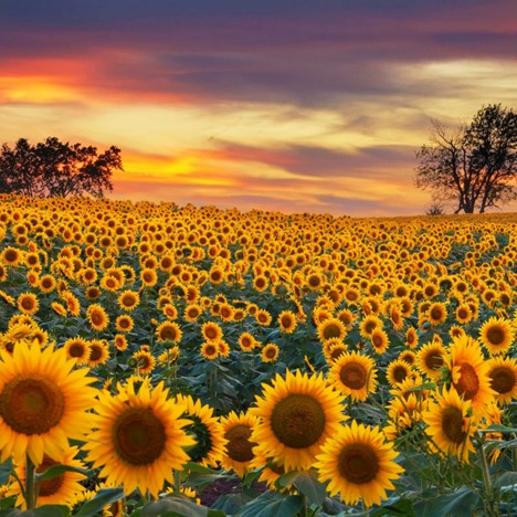 Mammoth Grey Stripe Sunflower