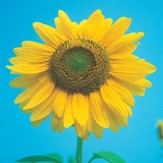 Mammoth Grey Stripe Sunflower