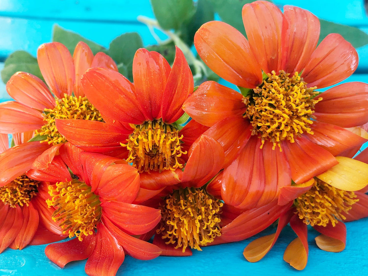 Mexican Sunflower aka Torch aka Tithonia