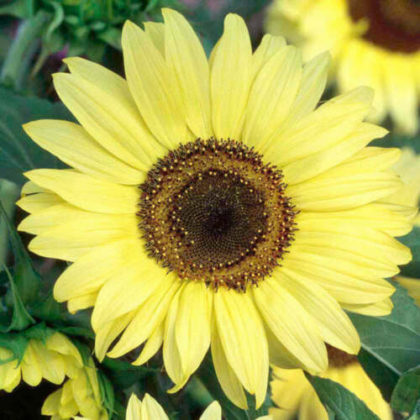 Moonshine Sunflower