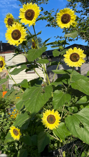 Moonshine Sunflower