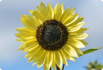 Moonshine Sunflower