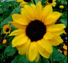 Pikes Peak Sunflower