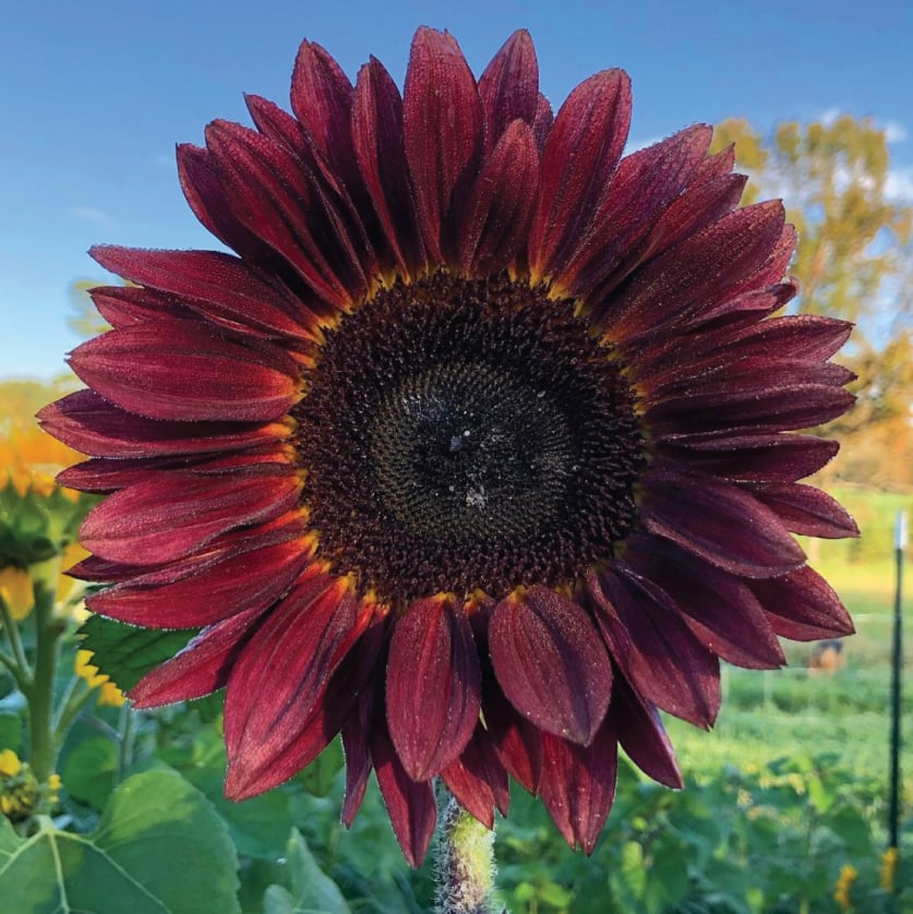 Procut Red Sunflower