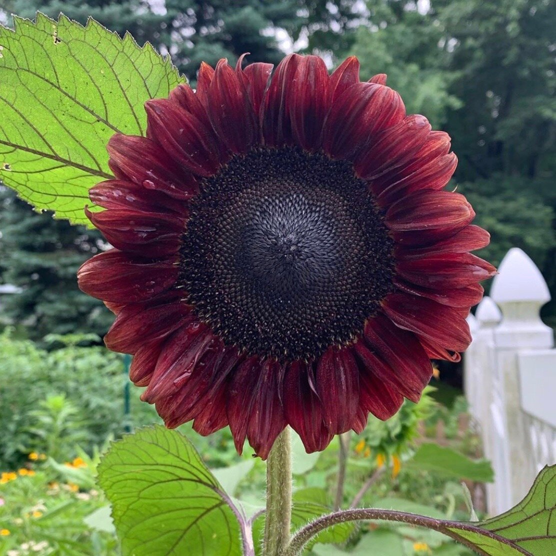 Procut Red Sunflower