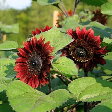 Procut Red Sunflower
