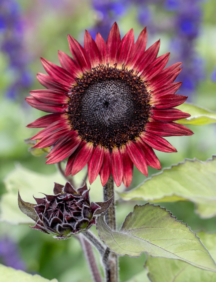 Procut Red Sunflower