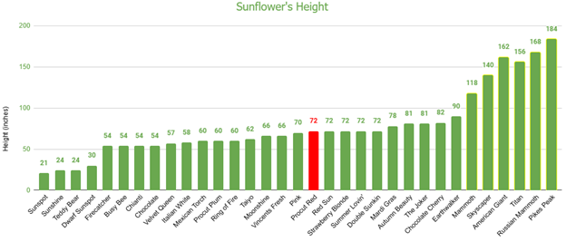 Procut Red Sunflower