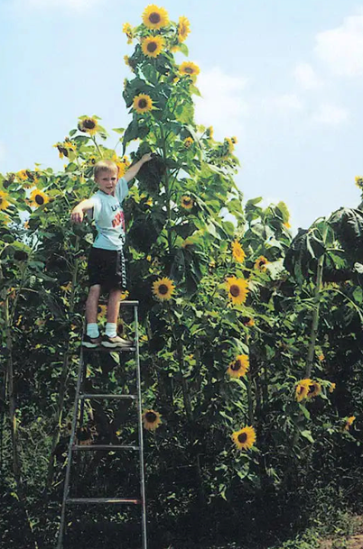 Skyscraper Sunflower