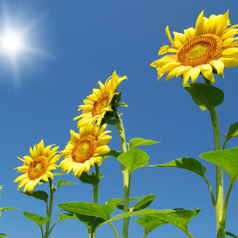 Skyscraper Sunflower