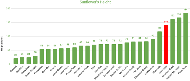 Skyscraper Sunflower