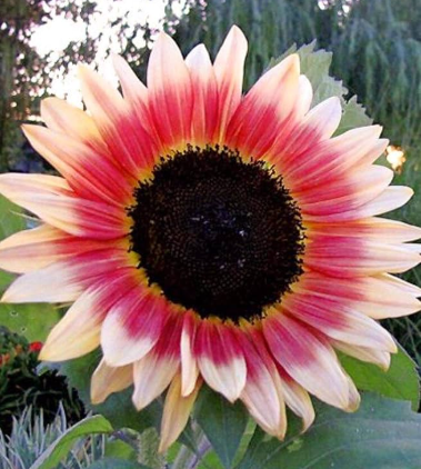 Strawberry Blonde Sunflower