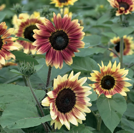 Summer Lovin' Sunflower