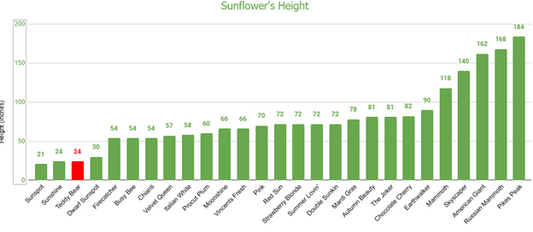 Teddy Bear Sunflower