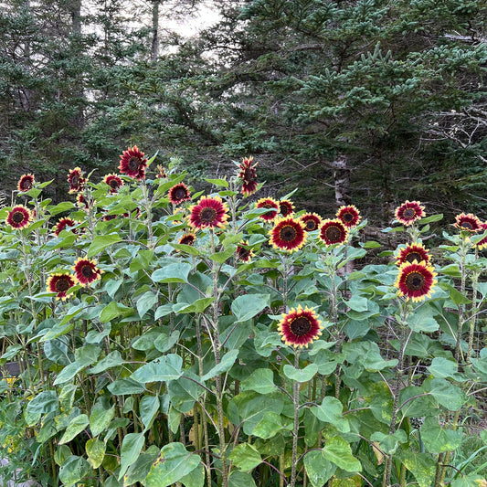 Florenza Sunflower