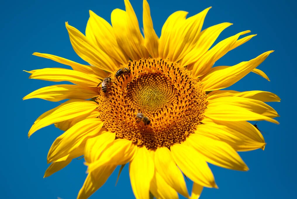 Giant Grey Stripe Sunflower