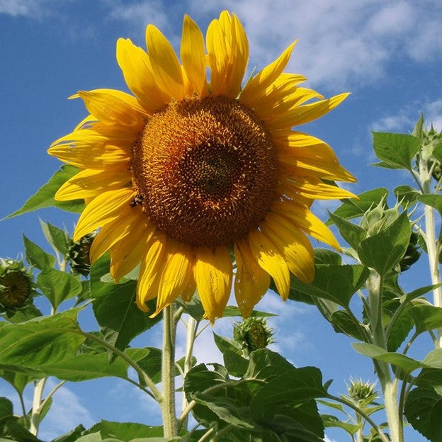 Mammoth Grey Stripe Sunflower