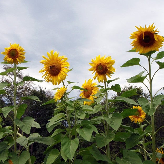 Mammoth Grey Stripe Sunflower