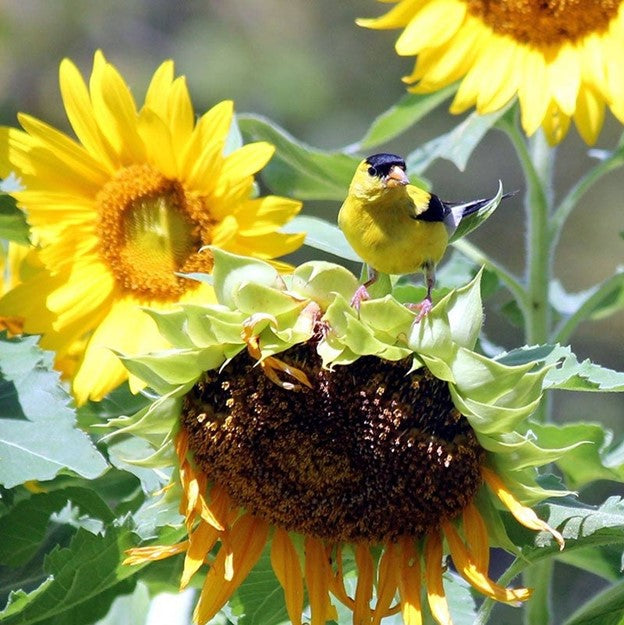 Mammoth Grey Stripe Sunflower