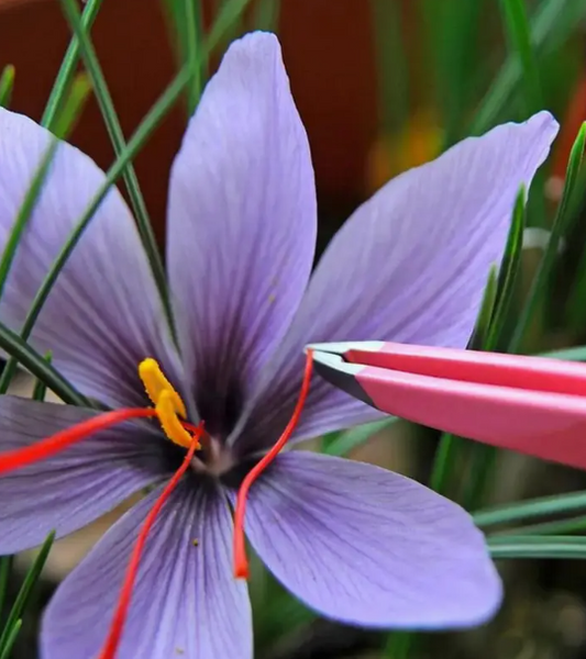 Crocus Sativus (Saffron)