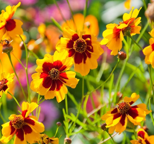 Coreopsis (Yellow)