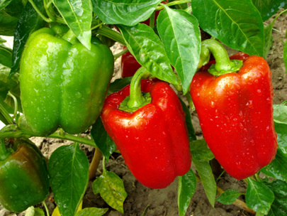 California Wonder Bell Peppers