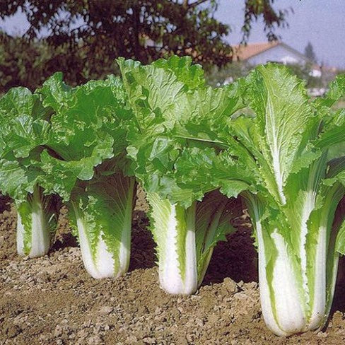Chinese Cabbage