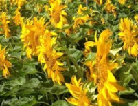 California Grey Stripe Sunflower