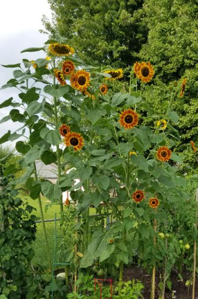 Firecatcher Sunflower